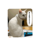 わさびさんⅤ（個別スタンプ：6）