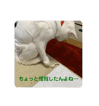 わさびさんⅤ（個別スタンプ：7）