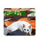 わさびさんⅤ（個別スタンプ：14）