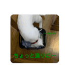 わさびさんⅤ（個別スタンプ：15）