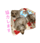 トイ・プードルのスタンプ（個別スタンプ：5）