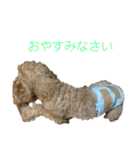 トイ・プードルのスタンプ（個別スタンプ：10）