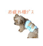 トイ・プードルのスタンプ（個別スタンプ：12）