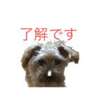 トイ・プードルのスタンプ（個別スタンプ：15）
