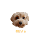 Cocoa！（個別スタンプ：1）