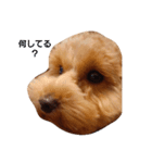 Cocoa！（個別スタンプ：4）