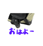 フラットコーテッドレトリバーさち2（個別スタンプ：1）