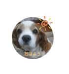 キャバリア時々ふくろう。（個別スタンプ：1）