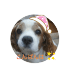 キャバリア時々ふくろう。（個別スタンプ：3）