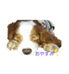 キャバリア時々ふくろう。（個別スタンプ：4）
