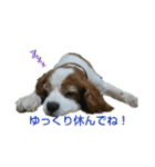 キャバリア時々ふくろう。（個別スタンプ：6）