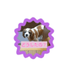 キャバリア時々ふくろう。（個別スタンプ：16）