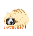 キャバリア時々ふくろう。（個別スタンプ：23）