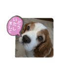キャバリア時々ふくろう。（個別スタンプ：28）