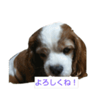 キャバリア時々ふくろう。（個別スタンプ：31）