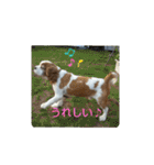 キャバリア時々ふくろう。（個別スタンプ：33）