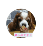 キャバリア時々ふくろう。（個別スタンプ：35）