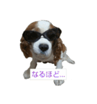 キャバリア時々ふくろう。（個別スタンプ：36）