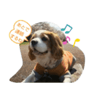 キャバリア時々ふくろう。（個別スタンプ：40）