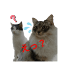 にゃんこ，スタンプ（個別スタンプ：2）