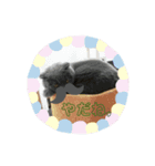 にゃんこ，スタンプ（個別スタンプ：4）