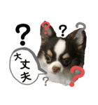 ワンコたちシリーズ①（個別スタンプ：8）