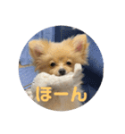 アルくんの日常（個別スタンプ：1）