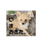 アルくんの日常（個別スタンプ：6）