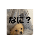 アルくんの日常（個別スタンプ：13）