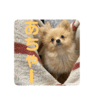 アルくんの日常（個別スタンプ：19）