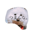 人間にキバしか向いてない（個別スタンプ：1）