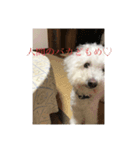 人間にキバしか向いてない（個別スタンプ：7）