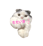 うちのすこくん。（個別スタンプ：3）