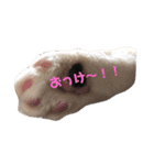 うちのすこくん。（個別スタンプ：4）