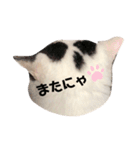 うちのすこくん。（個別スタンプ：6）