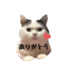 うちのすこくん。（個別スタンプ：10）