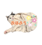 うちのすこくん。（個別スタンプ：13）