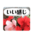 南国の花スタンプ（個別スタンプ：7）