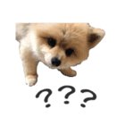 くまたんのスタンプ by CoCo STAMP（個別スタンプ：4）