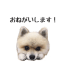 くまたんのスタンプ by CoCo STAMP（個別スタンプ：6）