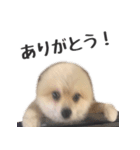 くまたんのスタンプ by CoCo STAMP（個別スタンプ：7）