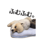くまたんのスタンプ by CoCo STAMP（個別スタンプ：8）