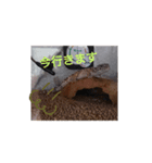 ほむらさん うちのレオパ（個別スタンプ：4）