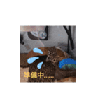 ほむらさん うちのレオパ（個別スタンプ：10）