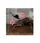 ほむらさん うちのレオパ（個別スタンプ：15）