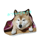 柴犬・乃亜ちゃん2（個別スタンプ：1）
