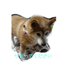 柴犬・乃亜ちゃん2（個別スタンプ：2）