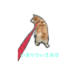 柴犬・乃亜ちゃん2（個別スタンプ：3）