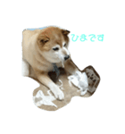 柴犬・乃亜ちゃん2（個別スタンプ：4）