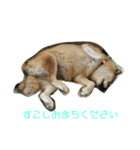 柴犬・乃亜ちゃん2（個別スタンプ：6）